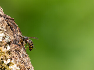 Mittlere Wespe oder Kleine Hornisse (Dolichovespula media)