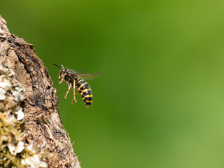 Mittlere Wespe oder Kleine Hornisse (Dolichovespula media)