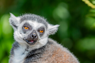 The closeup image of a Ring-tailed lemur (Lemur catta).
It is a large strepsirrhine primate and the most recognized lemur due to its long, black and white ringed tail. 