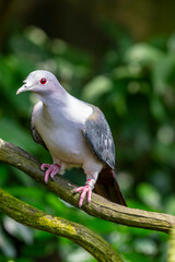 Pink-headed imperial pigeon is a species of bird found in the Lesser Sunda Islands of Indonesia. Its natural habitats are subtropical or tropical moist lowland forests， mangrove forests.