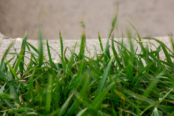 green grass in the wind