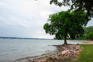 tree on the shore