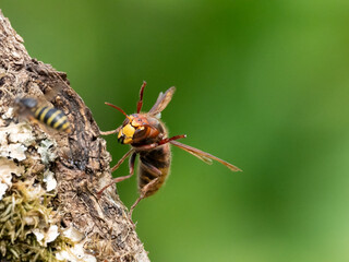 Europäische Hornisse (Vespa crabro) und Mittlere Wespe oder Kleine Hornisse (Dolichovespula media)