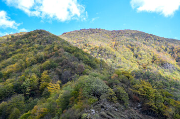Fototapeta premium Breathtaking view of forested mountains covered in autumn foliage under a clear blue sky, capturing the serene beauty of nature's seasonal transition. Georgia