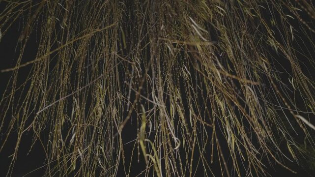 Tokyo,Japan - January 10, 2025: Willow leaves in winter at night
