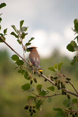 Cedar Waxwing