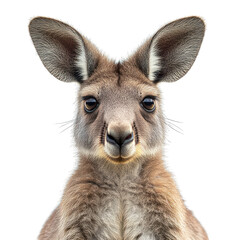Obraz premium A close-up image of a kangaroo, showcasing its features and expression.