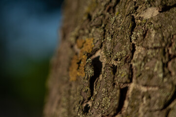 part of tree trunk and bark on blurred background