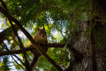 Squirrel on a tree looking down 
