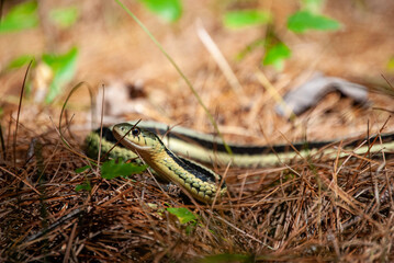 Garter Snake 