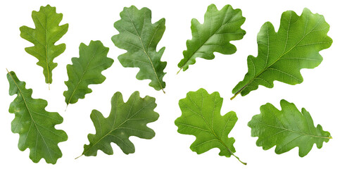 Various green oak leaves in different shapes isolated on transparent background