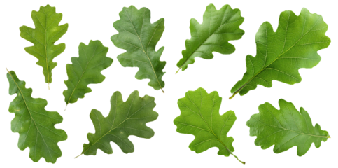 Various green oak leaves in different shapes isolated on transparent background