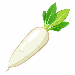 white long radish