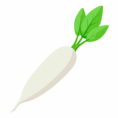 white long radish
