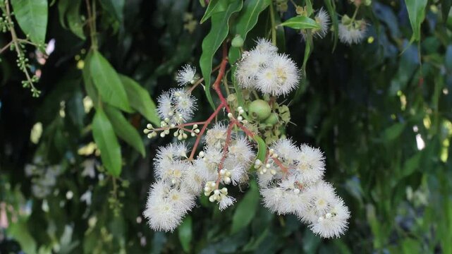 White flowers and insects on a Lilly Pilly plant in an Australian garden
