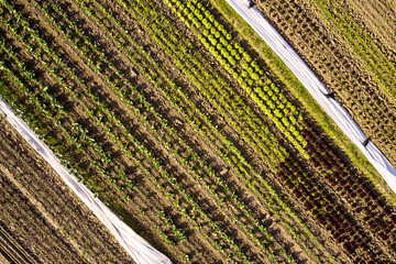 Ein Feld mit Gem&uuml;se und Salat von oben. 