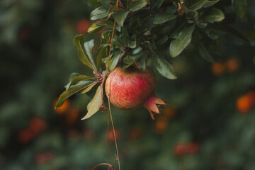 ripe red pomegranate on tree