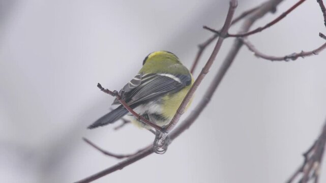 Titmouse poops while sitting on a branch. Great tit (Parus major) takes flight from branch. Birdwatching in the wild. Great tit bird, Parus major, sits on a branch on a frosty winter day.