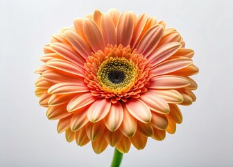 A stunning close-up of a peach gerbera daisy, isolated on white, showcases its delicate beauty in vibrant floral photography.