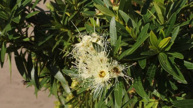 White flowers and ants on a Little Penda (Xanthostemon verticellatus) plant in a garden