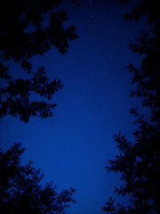 Dark Blue Sky with Tree Branches