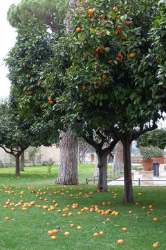 Orange trees in a peaceful garden in Savello Park (Giardino degli Aranci) in March, with vibrant oranges scattered across the lush green grass. Rome, Italy.