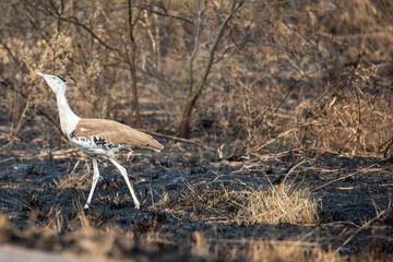 Australian bustard (Ardeotis australis). Far North Queensland.