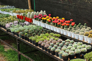 Succulents and Cacti Nursery: A Vibrant Display of Desert Plants