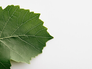 A Single Grape Leaf Displayed Elegantly Against a Clean White Background