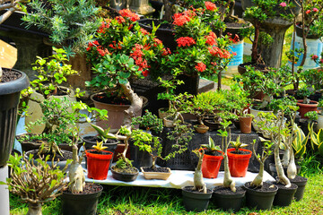 Obraz premium Vibrant Bonsai and Ixora Collection: A Sunny Garden Display
