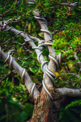 Serpentine Bonsai: A Study in Grey and Green