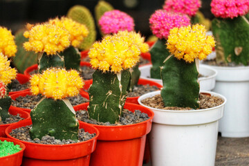 Vibrant Yellow Gymnocalycium Mihanowii Cacti in Red and White Pots: A Cheerful Display