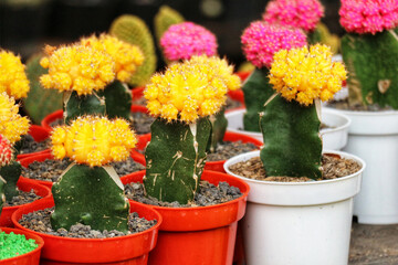 Vibrant Yellow Gymnocalycium Cactus Collection: A Sunlit Display of Blooming Succulents