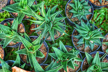 Haworthia Succulents: A Lush Green Tapestry of Star-Shaped Plants