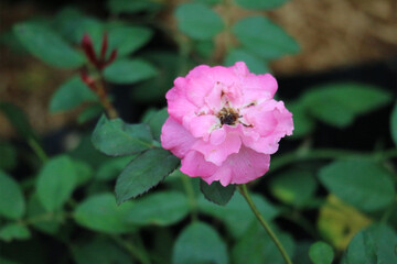 Pink Rose Blossom: Delicate Petals, Serene Garden Bloom