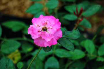 Pink Rose Blossom: A Serene Floral Close-up