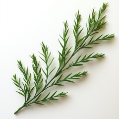 Obraz premium Stunning Green Branch with Lush Foliage: Nature's Botanical Beauty, Vibrant Greenery, Serene and Tranquil Plants