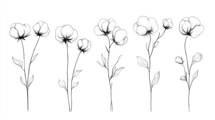 White cotton flower line art set, isolated, botanical illustration, textile design