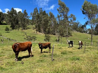 Potrero en le campo hermoso con vacas coloradas y hostien
