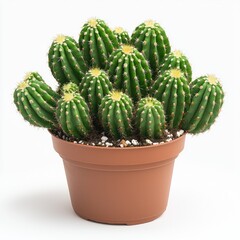 Stunning Potted Cactus: A Vibrant Display of Green Spines and Thorns. Perfect for Home Decor or Botanical Enthusiasts.