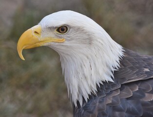 A Bald Eagle (Haliaeetus leucocephalus) standing in the New Mexico desert. 