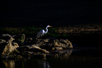 Last light on an egret 