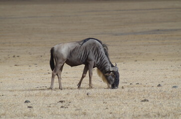 A Lone Blue Wildebeest Grazing in the Grassland, Tanzania