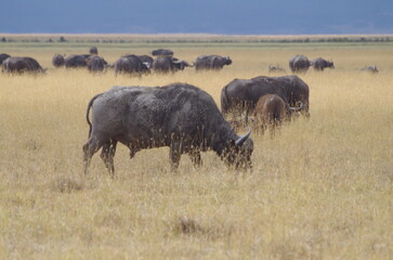 Fototapeta premium Herd of African Buffalo Grazing in the Grassland, Tanzania