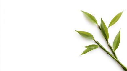 Fototapeta premium Fresh Green Bamboo Stalks with Leaves on White Background for Nature and Zen Inspired Designs, Decor, or Natural Product Marketing and Branding Purposes
