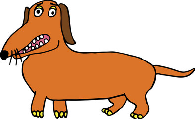funny brown dachshund with yellow paws and square teeth stands and looks surprised