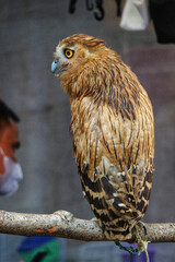 Buffy Owl: A Captivating Portrait in Rustic Hues