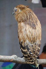Wet Brown Owl: A Pensive Portrait in Rustic Hues