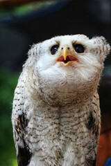Fluffy Young Owl: A Close-Up Portrait in Soft Lighting