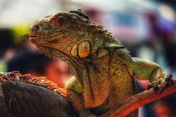 Green Iguana Portrait: A Vivid, Textured Reptile Close-Up